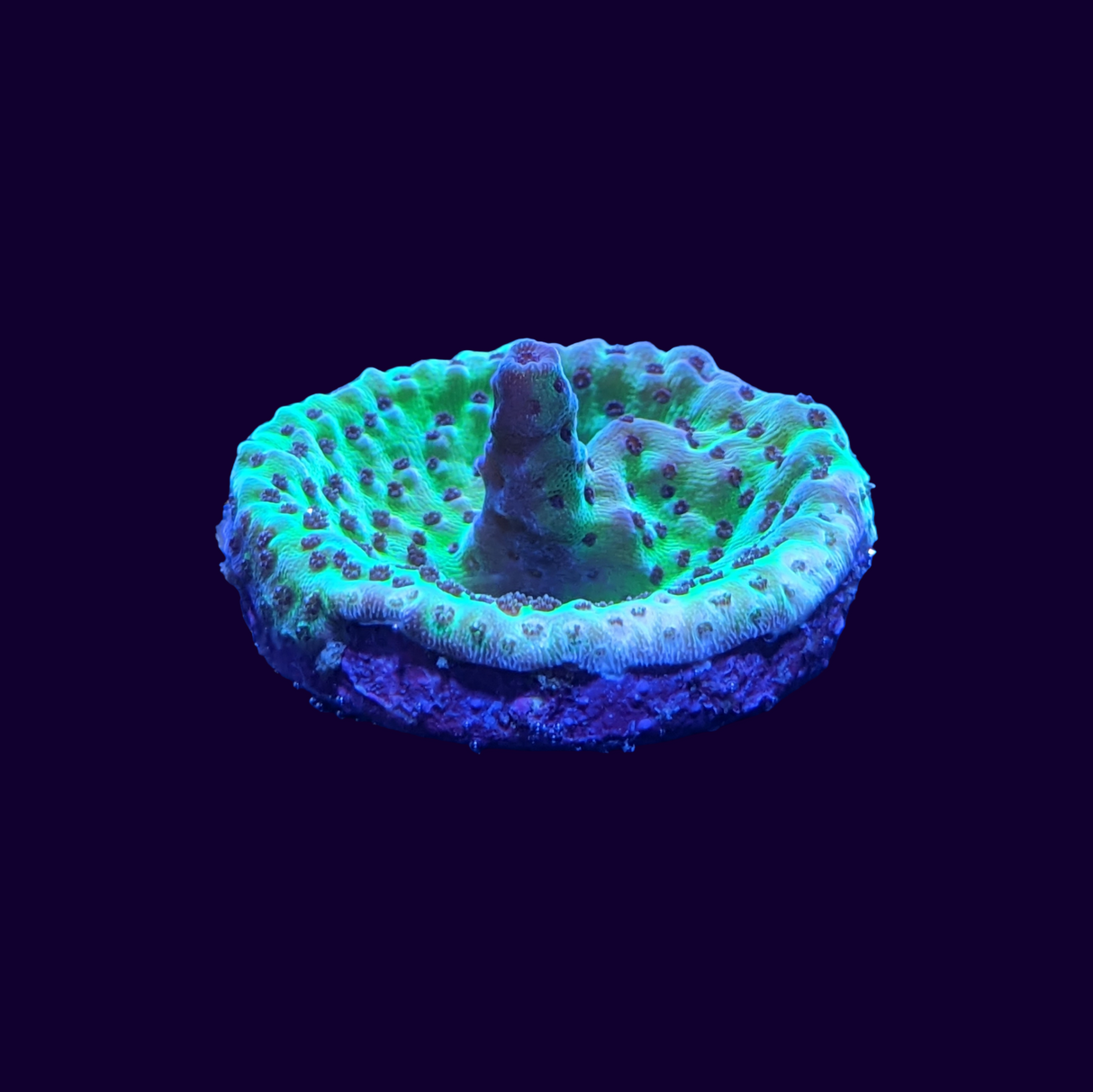 Acropora Frag (UK Grown)