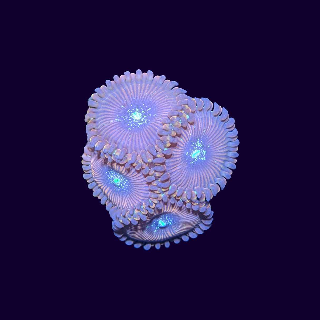 Red People Eater Zoa Frag