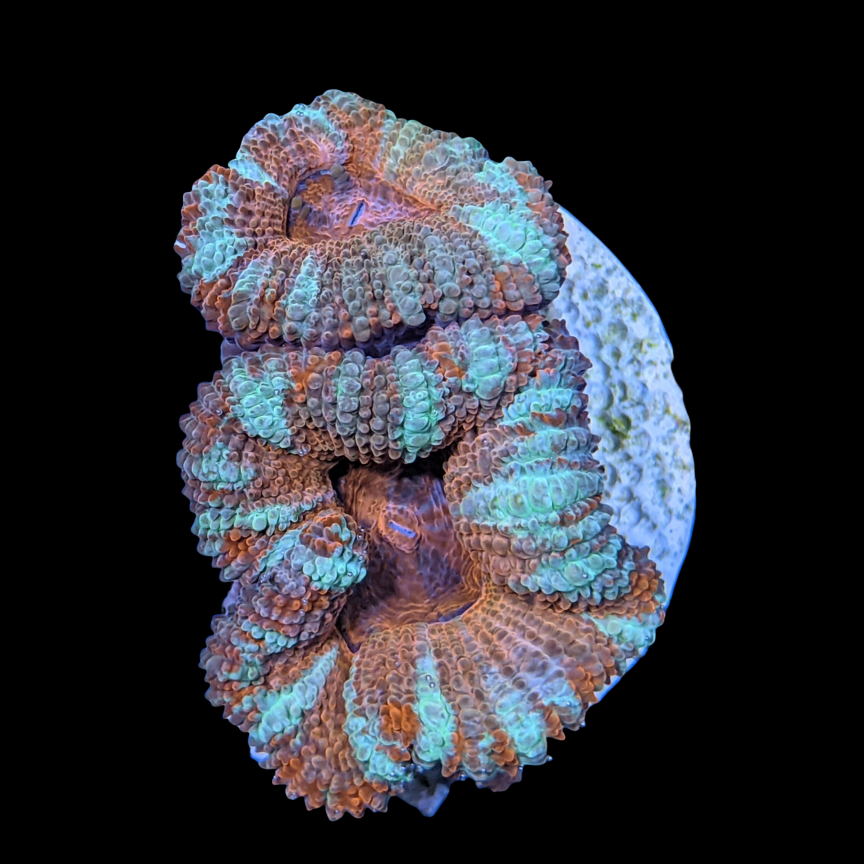Acanthastrea Lordhowensi
