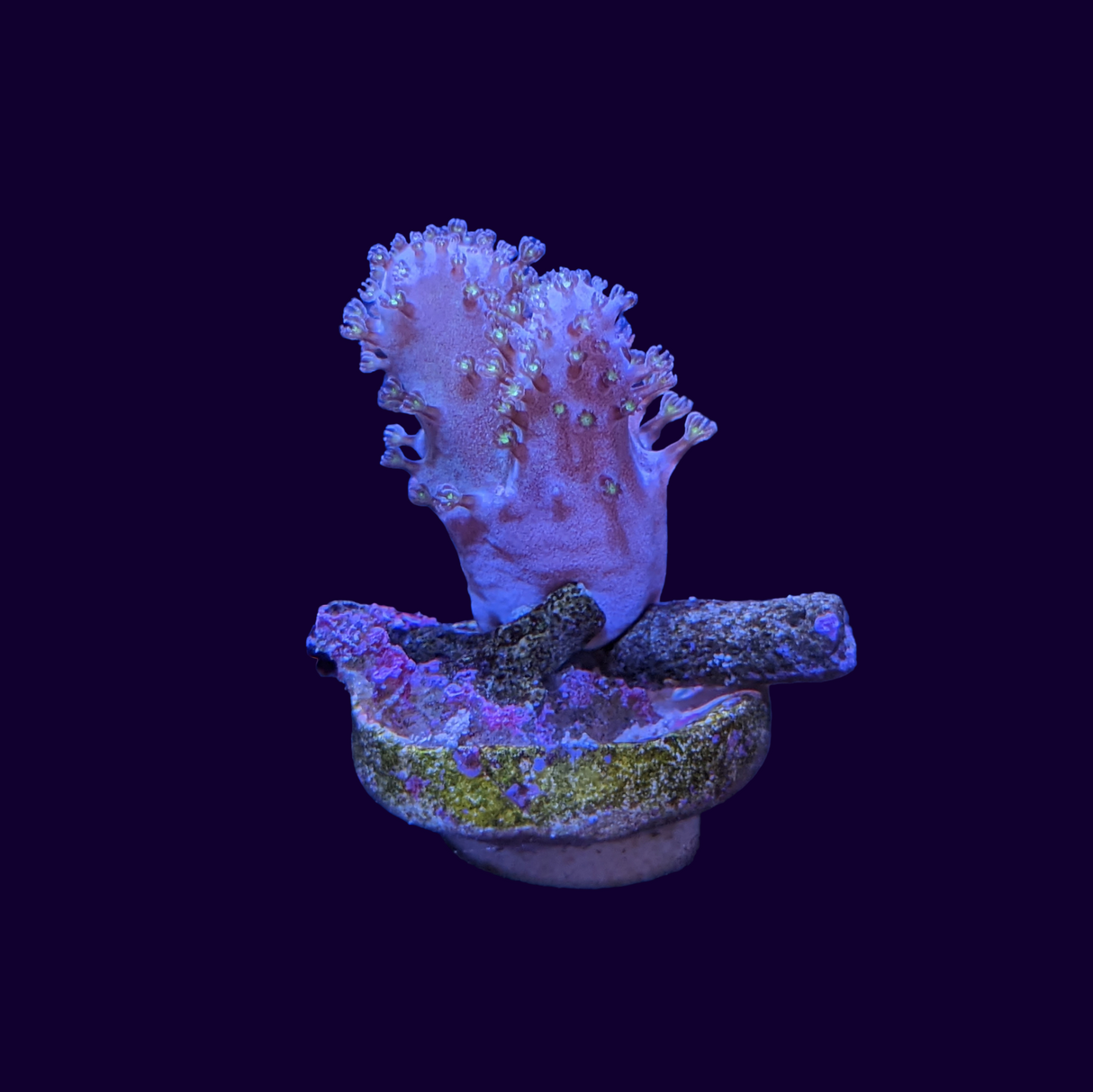 Cladiella (UK Grown)