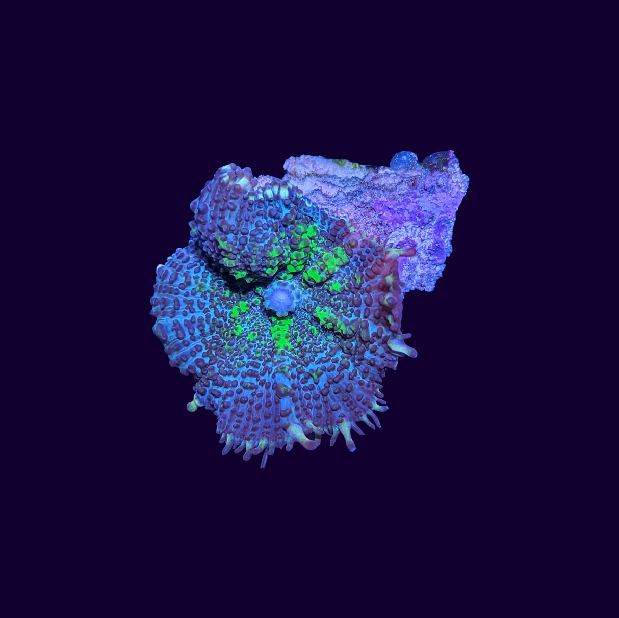 Green Flec Rhodactis Mushroom