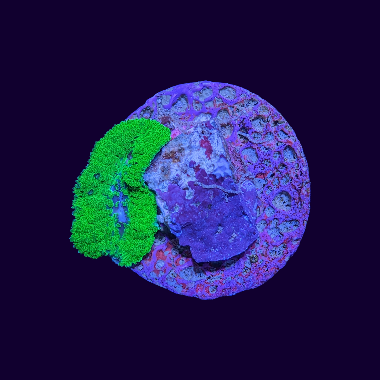 Fuzzy Green Rhodactis Mushroom