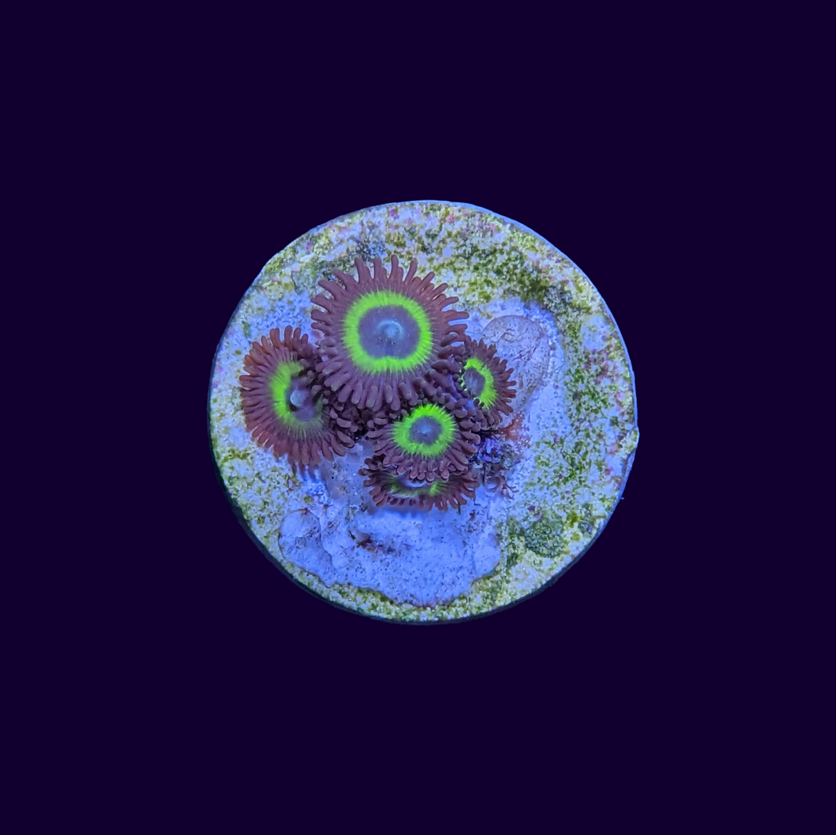 Vulcan Blood Zoa Frag