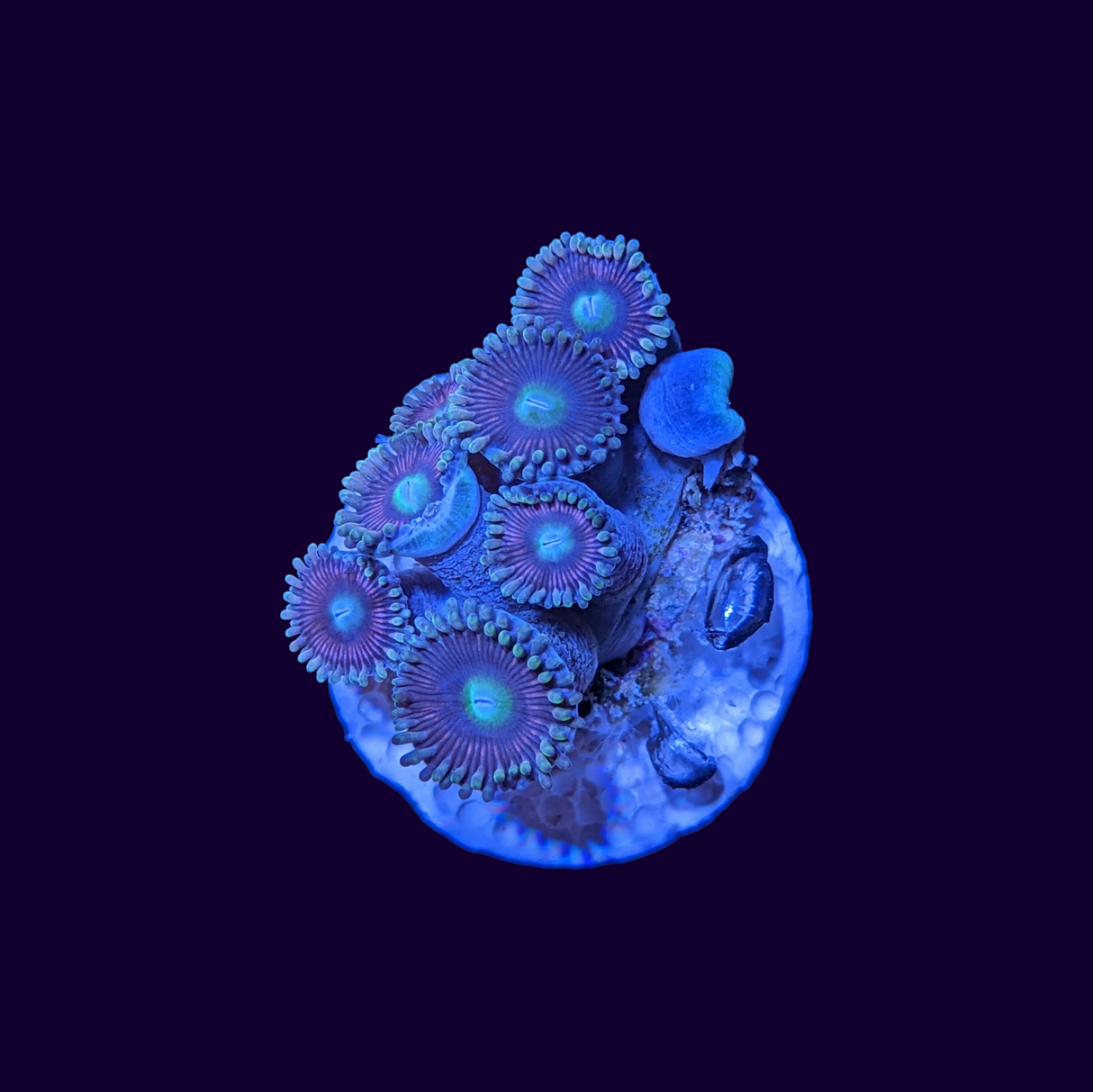 Gobstopper Zoa Frag