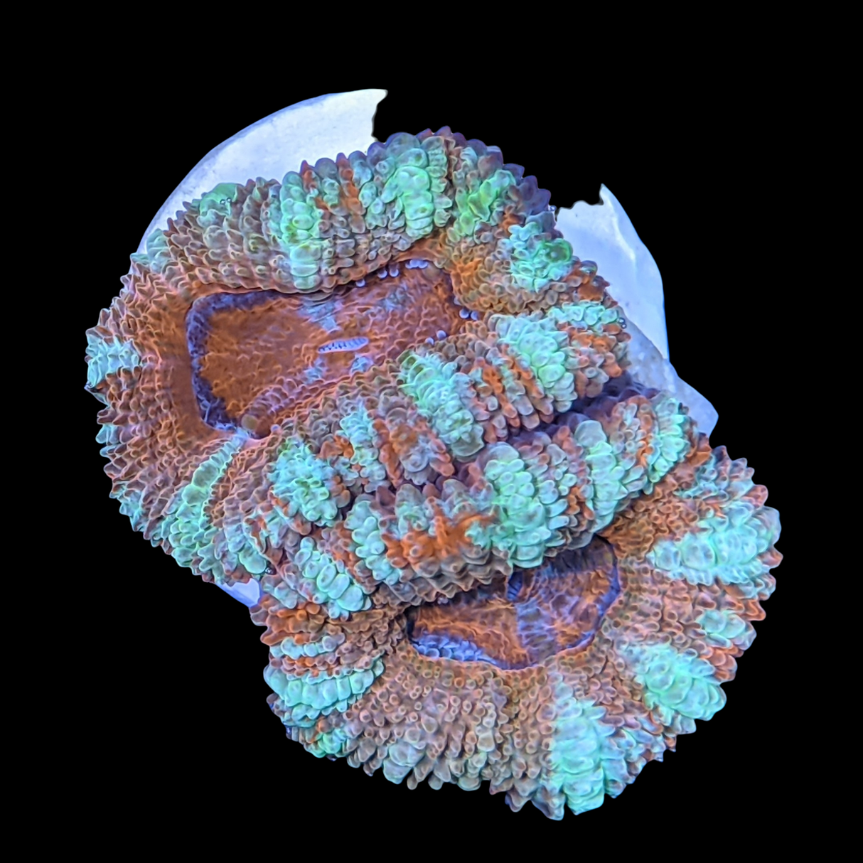 Acanthastrea Lordhowensi