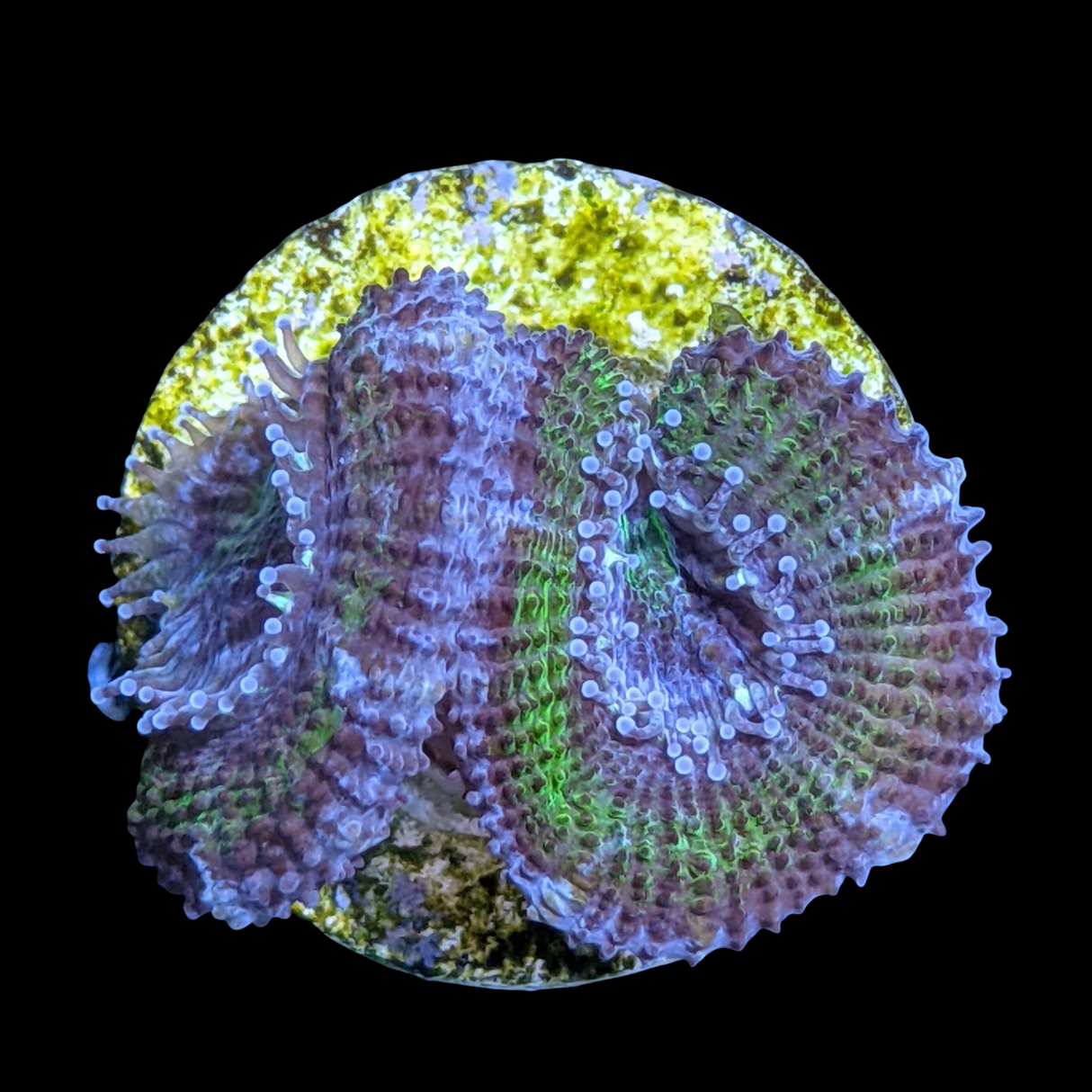 Acanthastrea Lordhowensi
