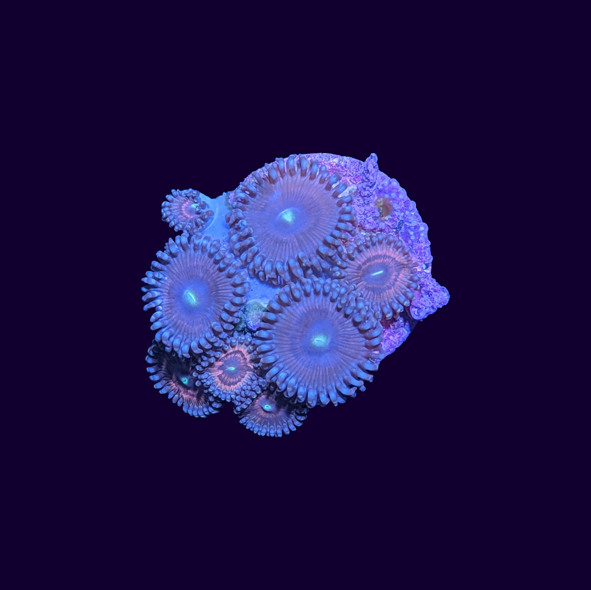 Mixed Zoa Frag