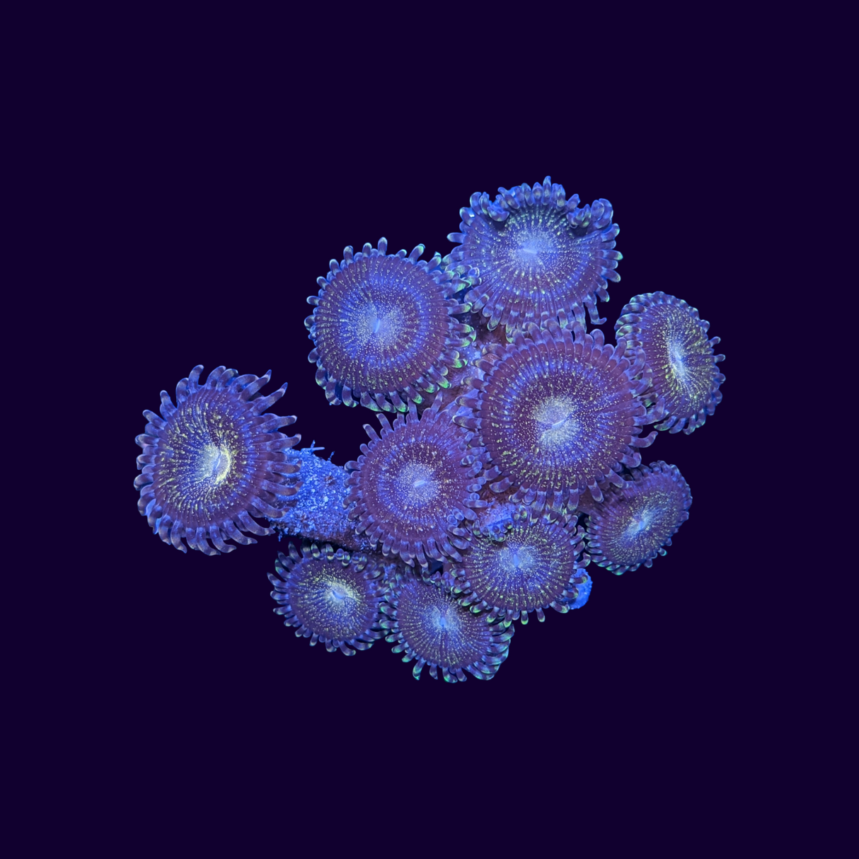 Reverse Space Monster (UK Grown)