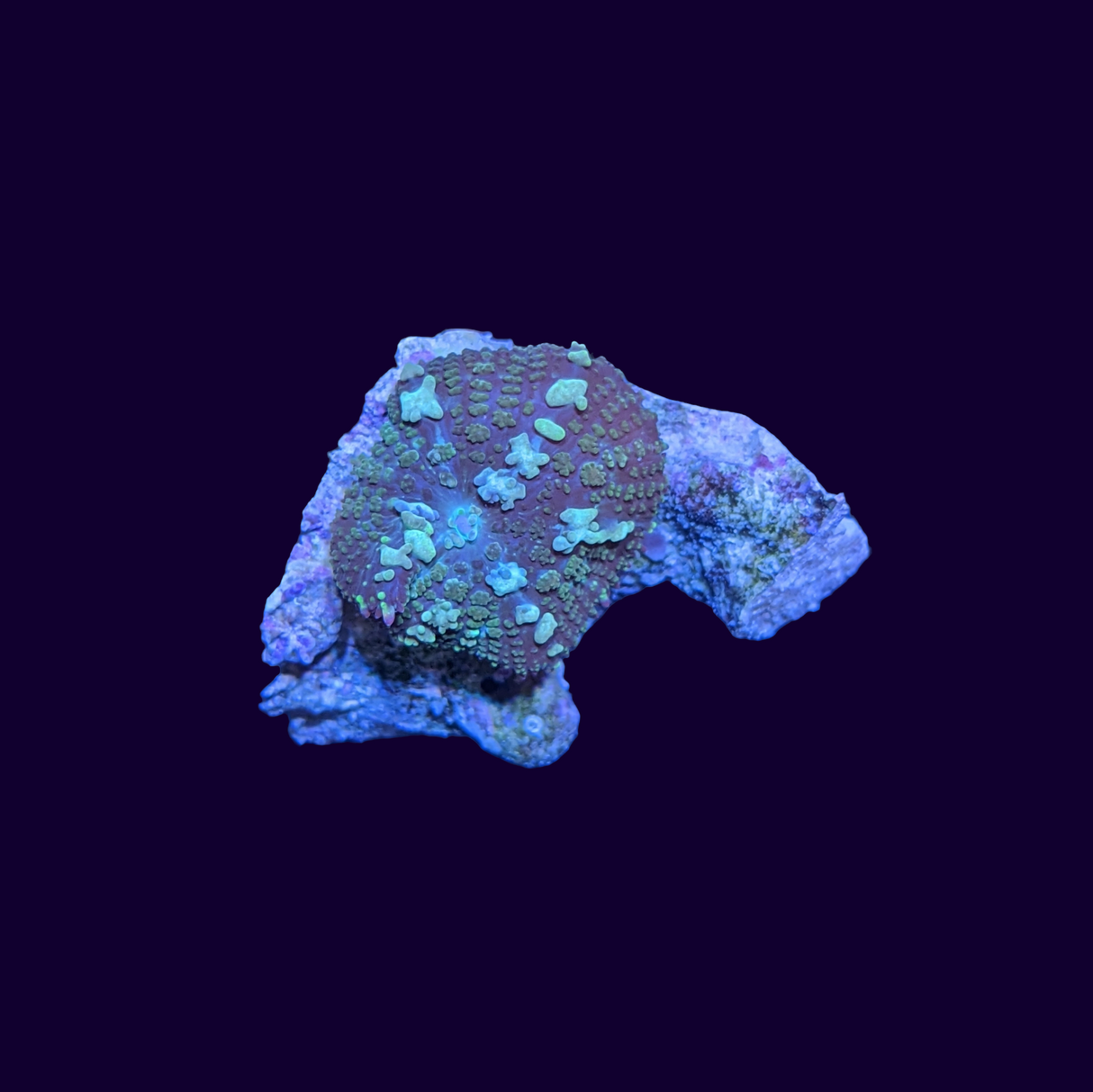 Rhodactis Mushroom (Probably Bounce)