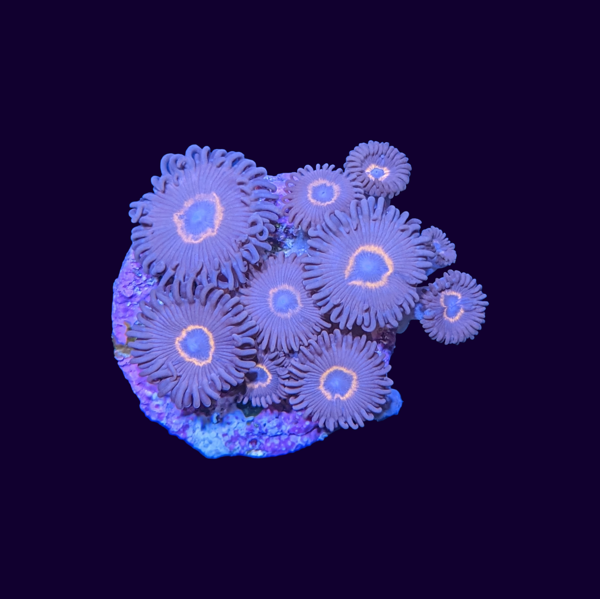 Bullseye Zoa Frag