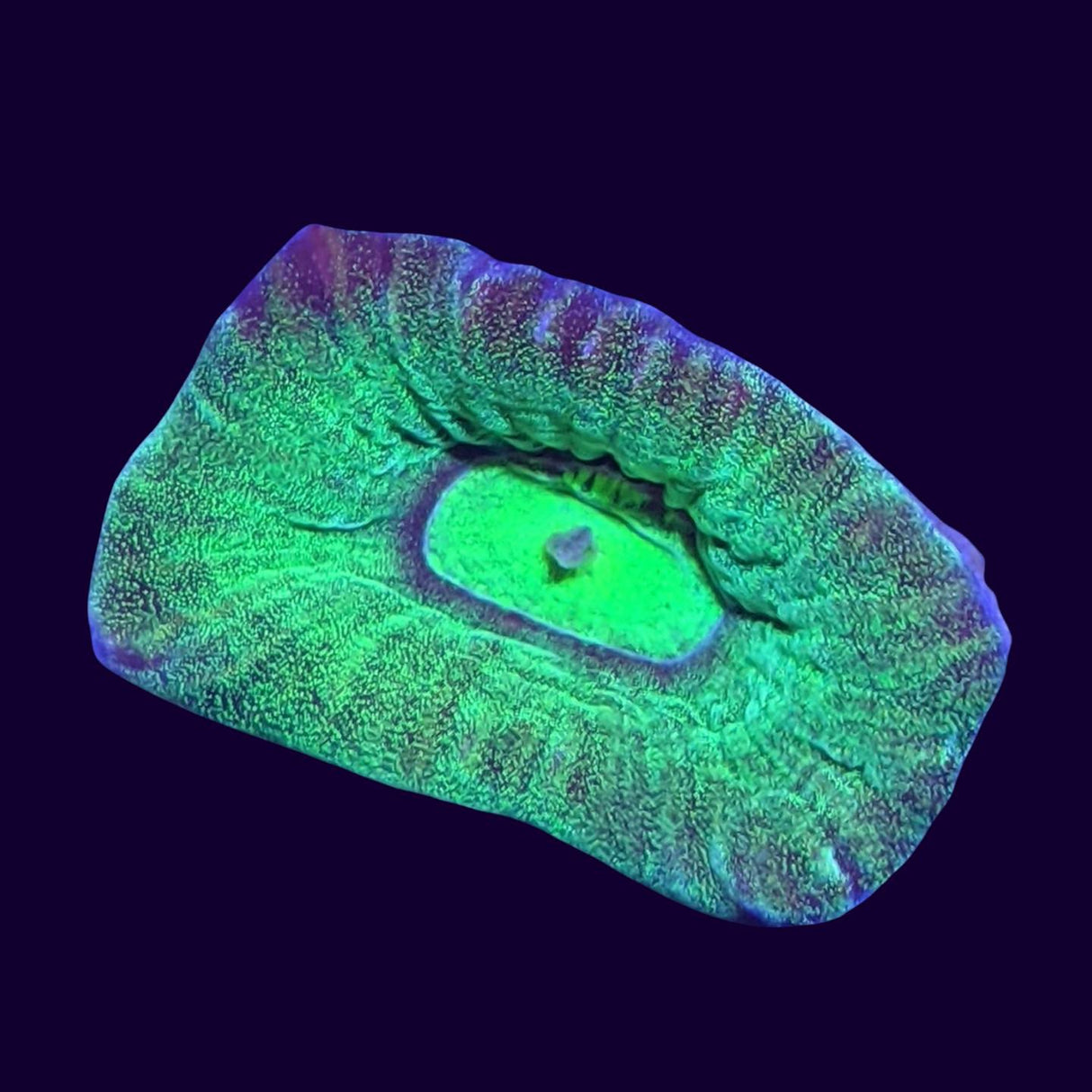 Dragon Soul Goniastrea