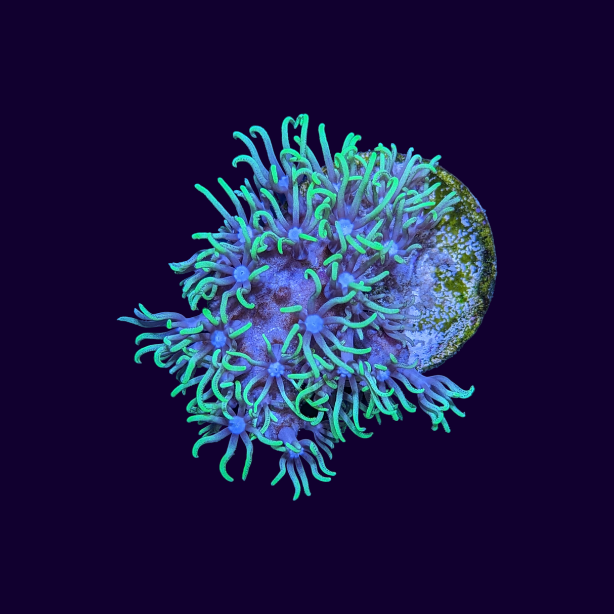 Green Star Polyp Frag