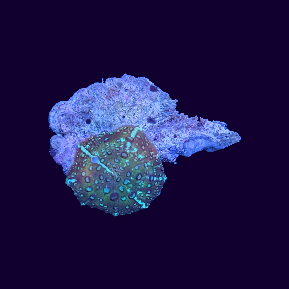 Leopard Discosoma Mushroom