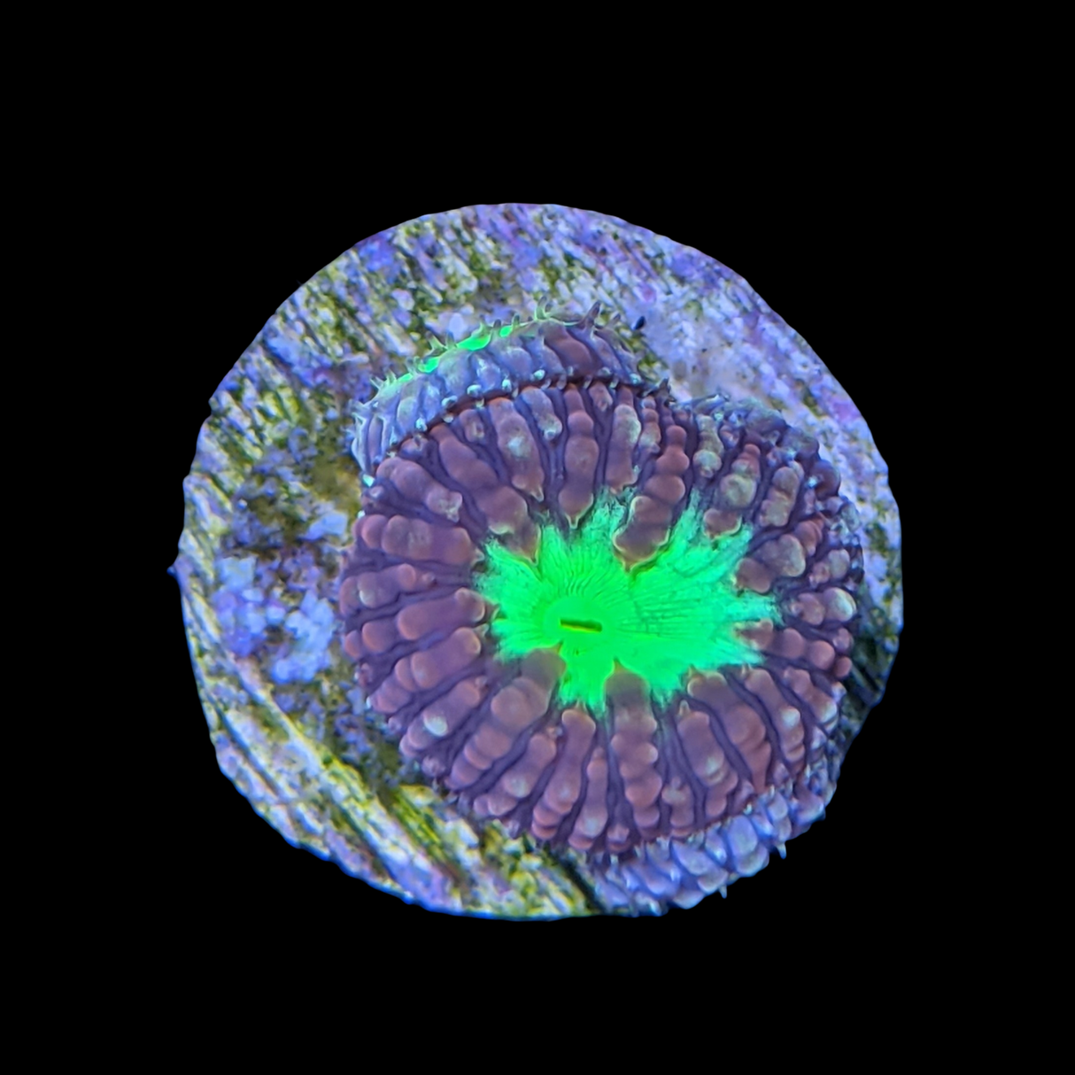 2 Head Red & Green Blastomussa