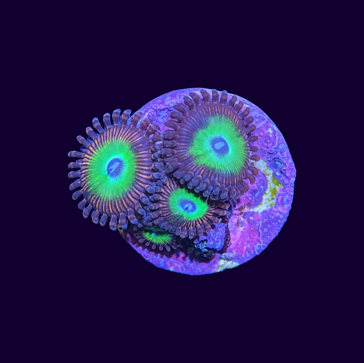 Rainbow Zoa Frag