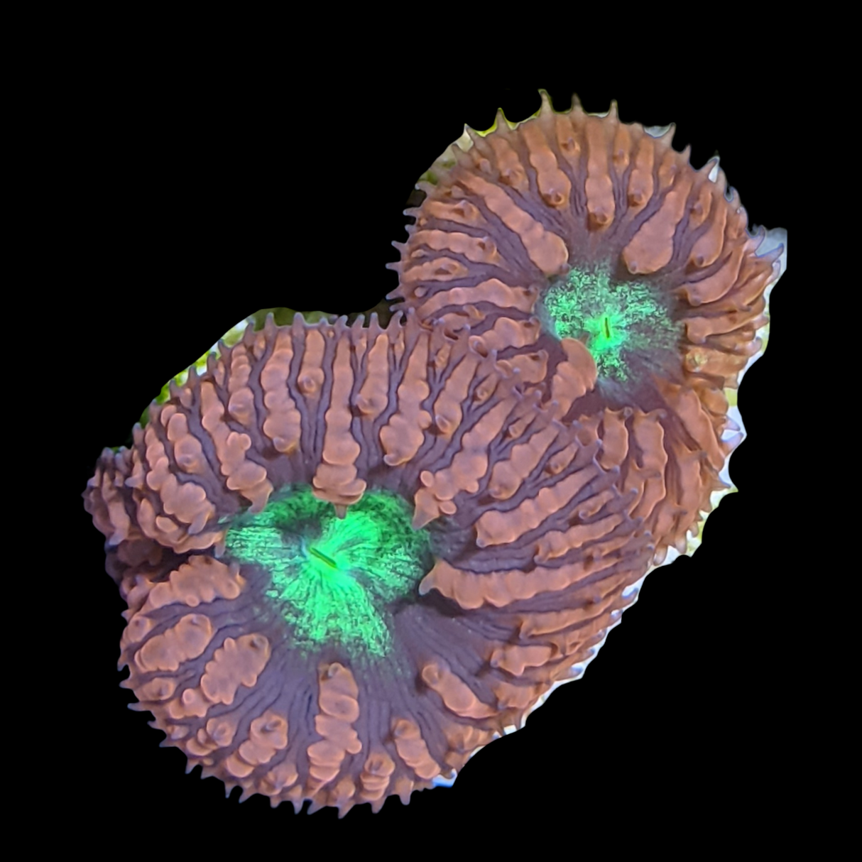 2 Head Red & Green Blastomussa