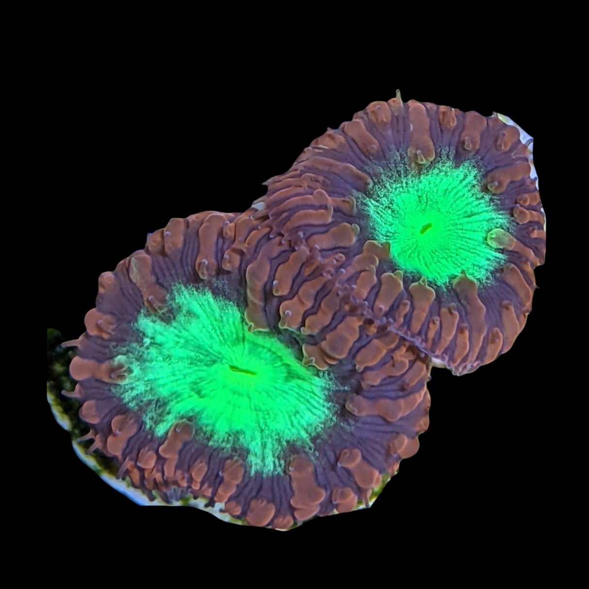 2 Head Red & Green Blastomussa