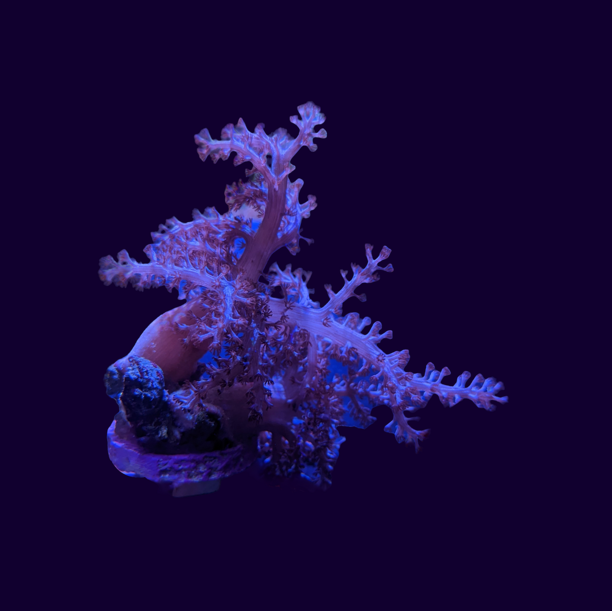 Kenya Tree (UK Grown)