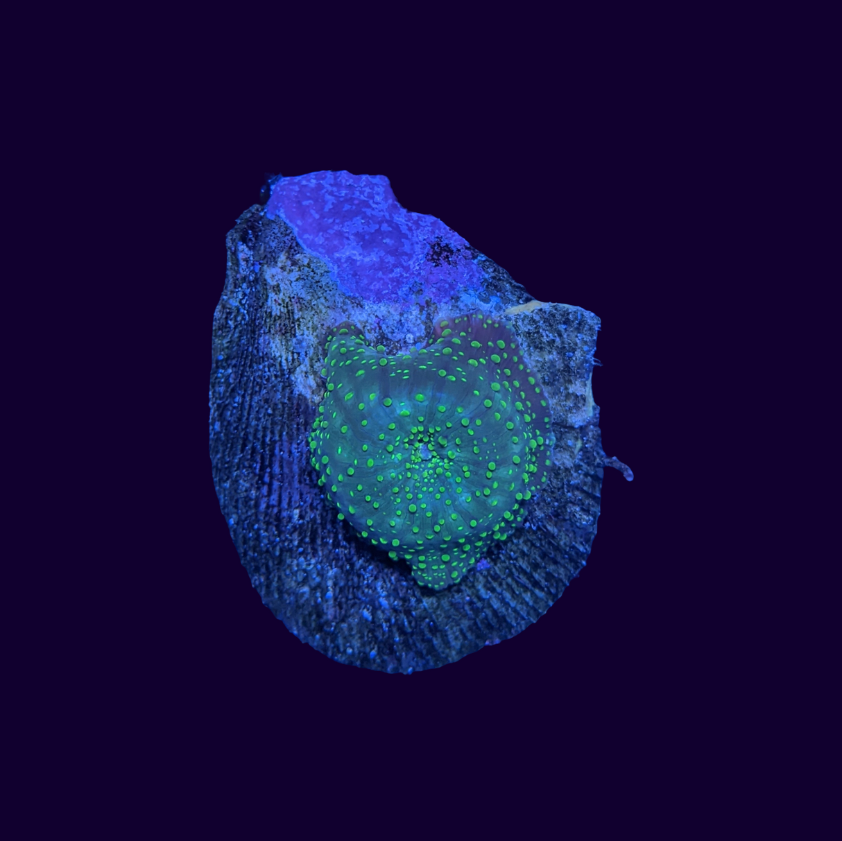 Green Spotted Mushroom