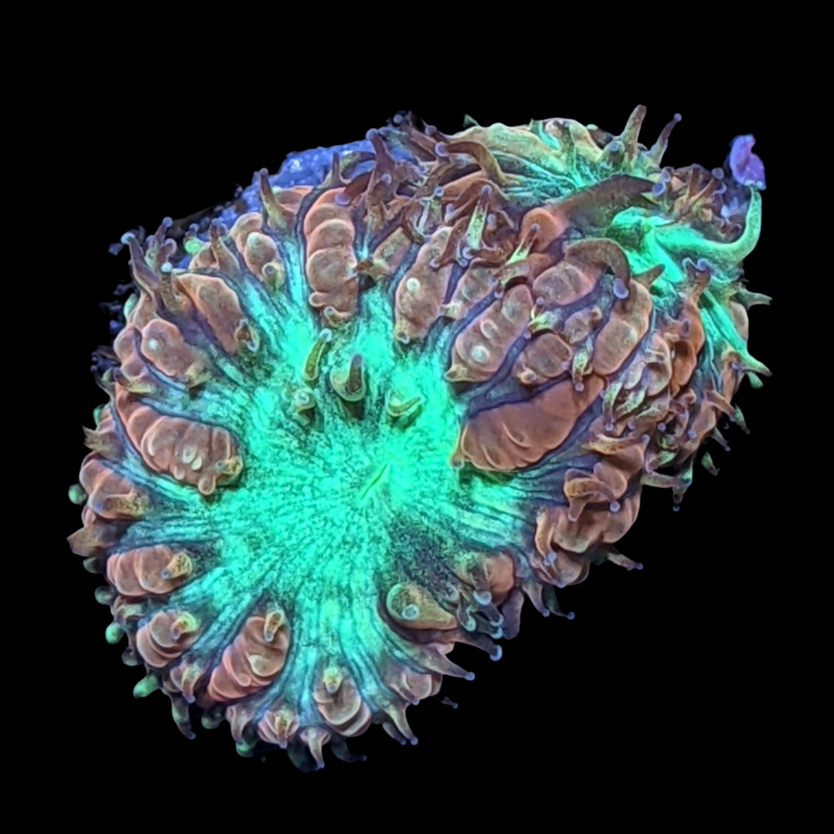 2 Head Gold Blastomussa