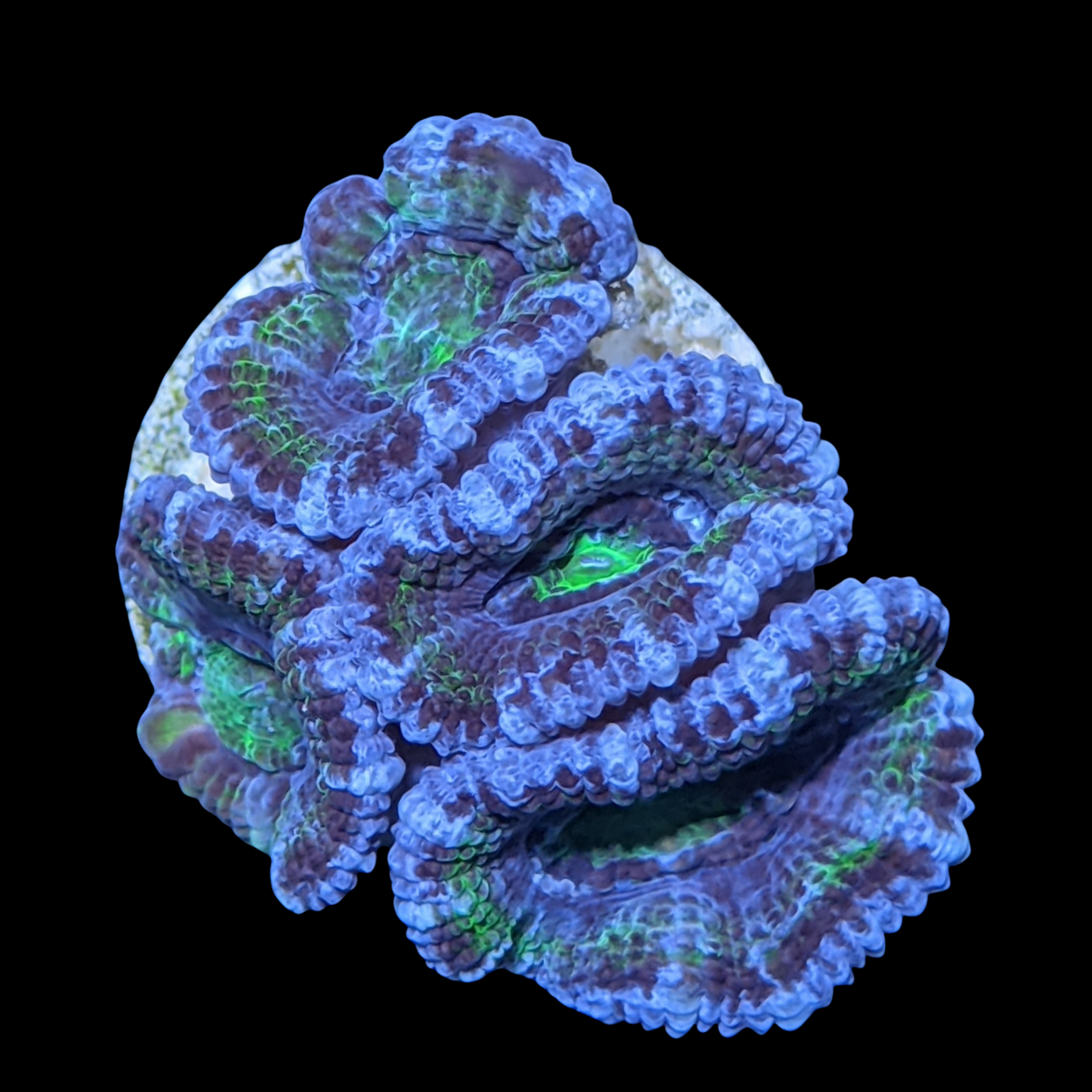 Acanthastrea Lordhowensi
