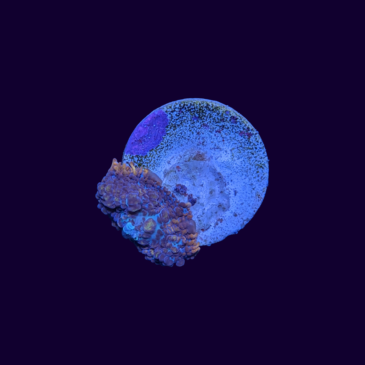 Australian Orange Rhodactis Mushroom