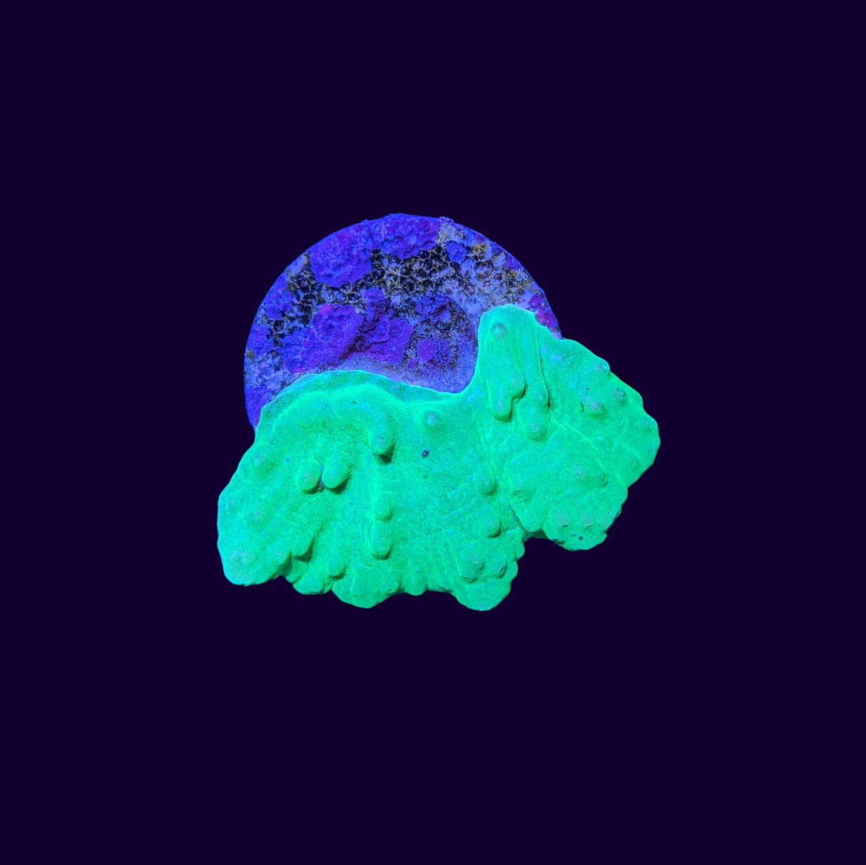 Green Sinularia Dura Cabbage Coral