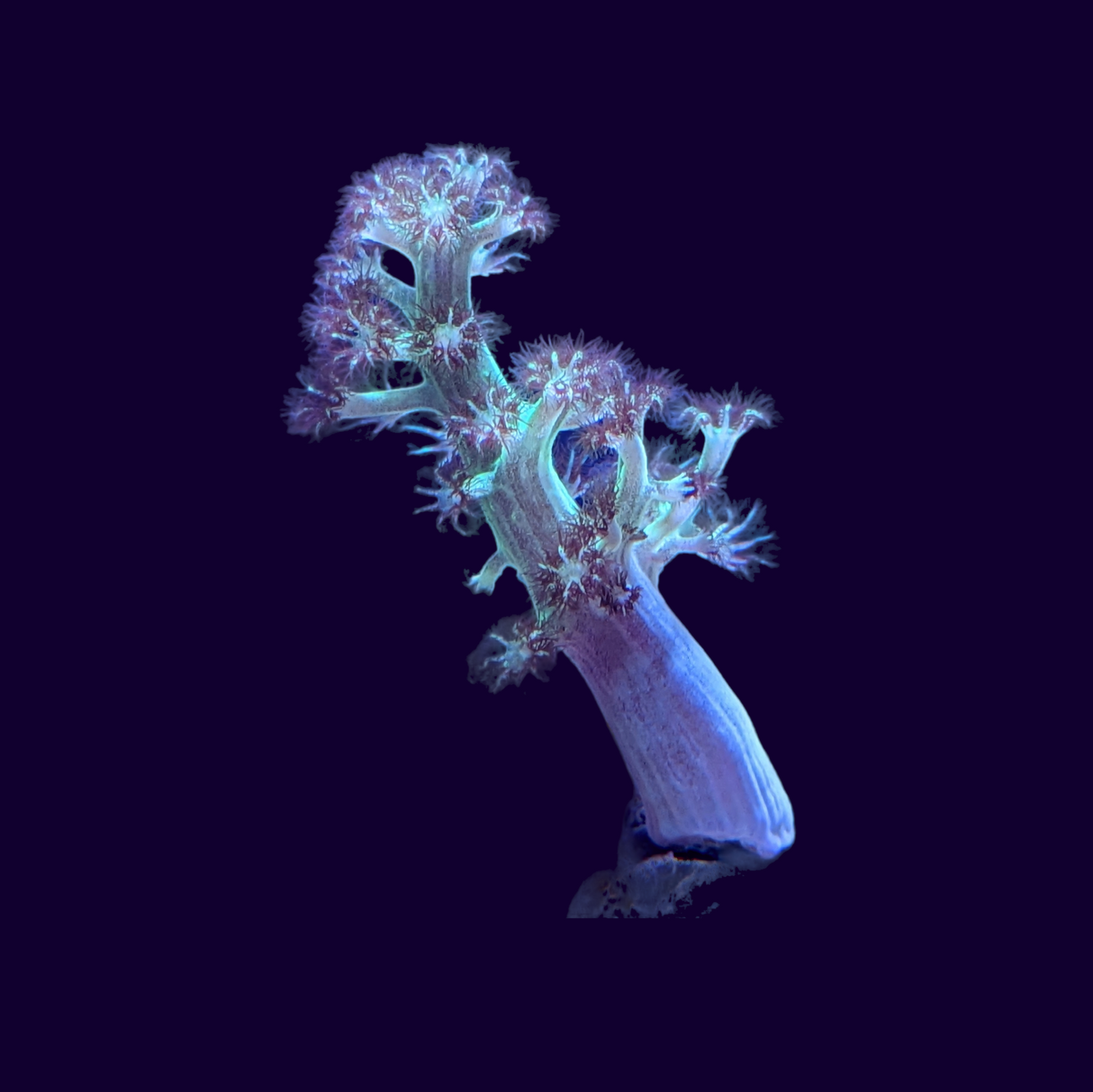 Green Kenya Tree (UK Grown)