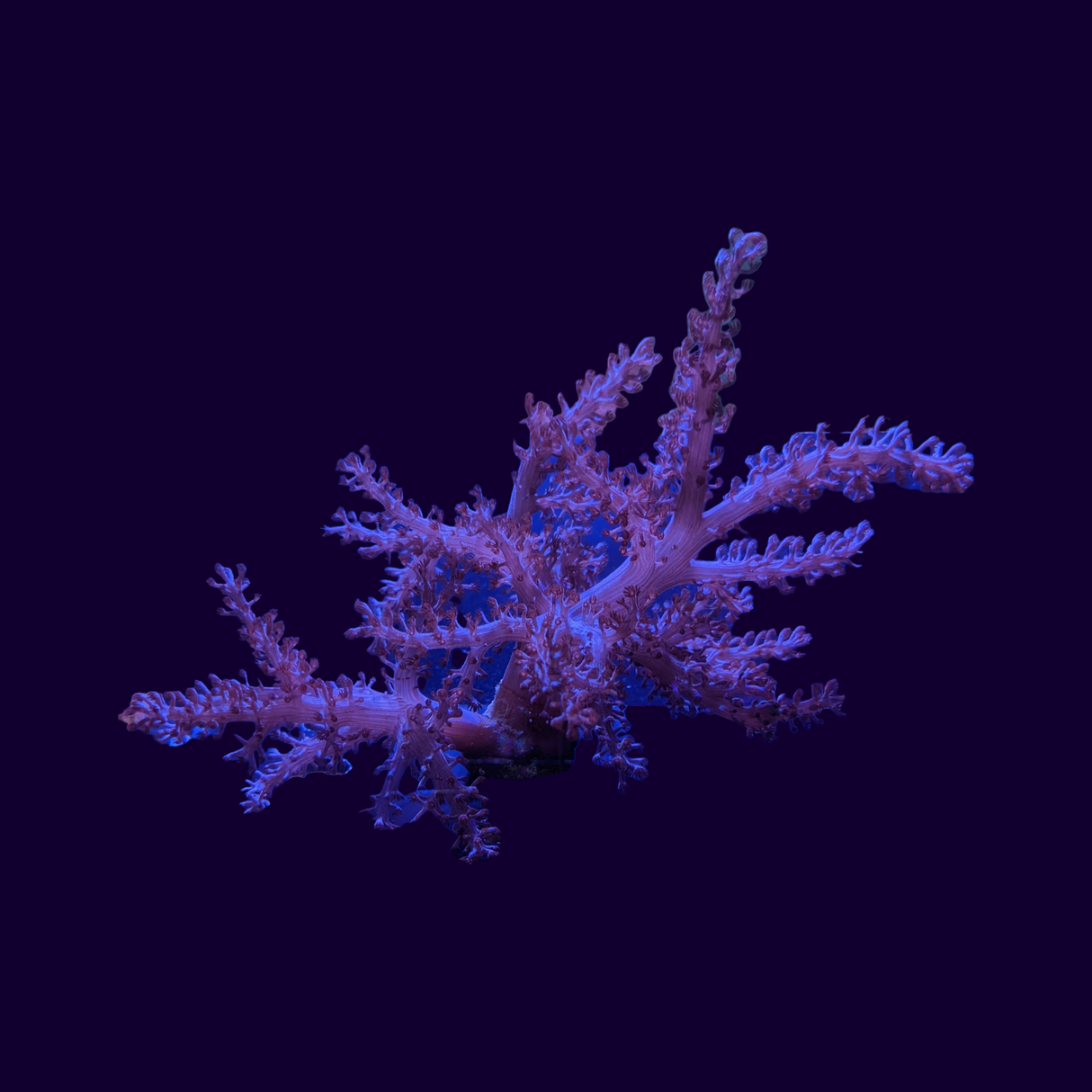 Kenya Tree (UK Grown)