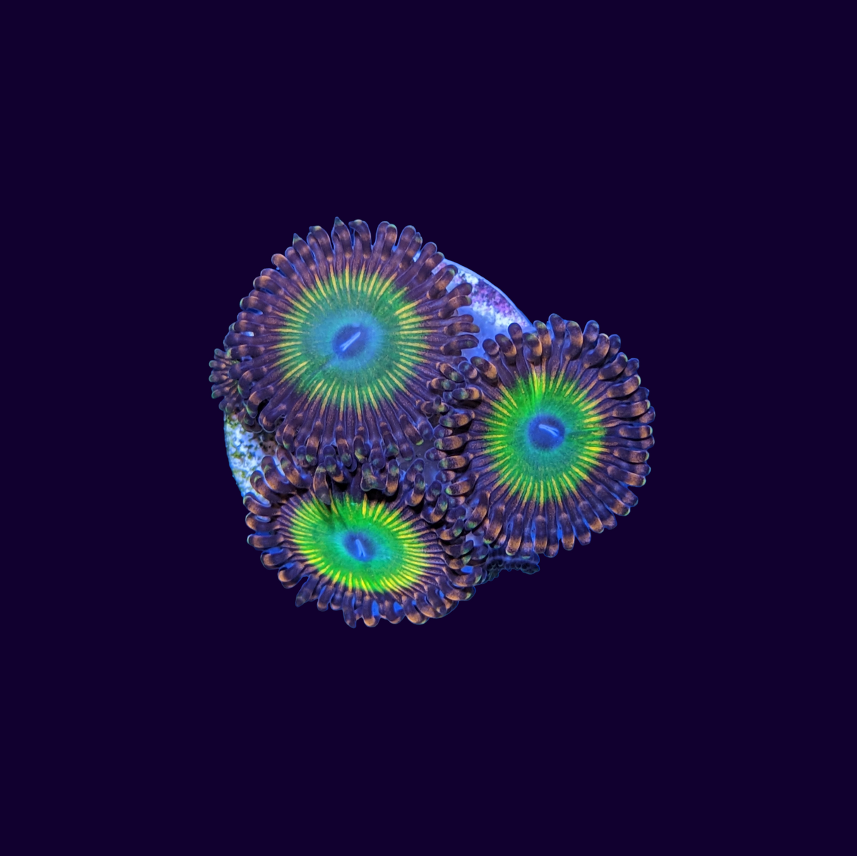 Rainbow Zoa Frag