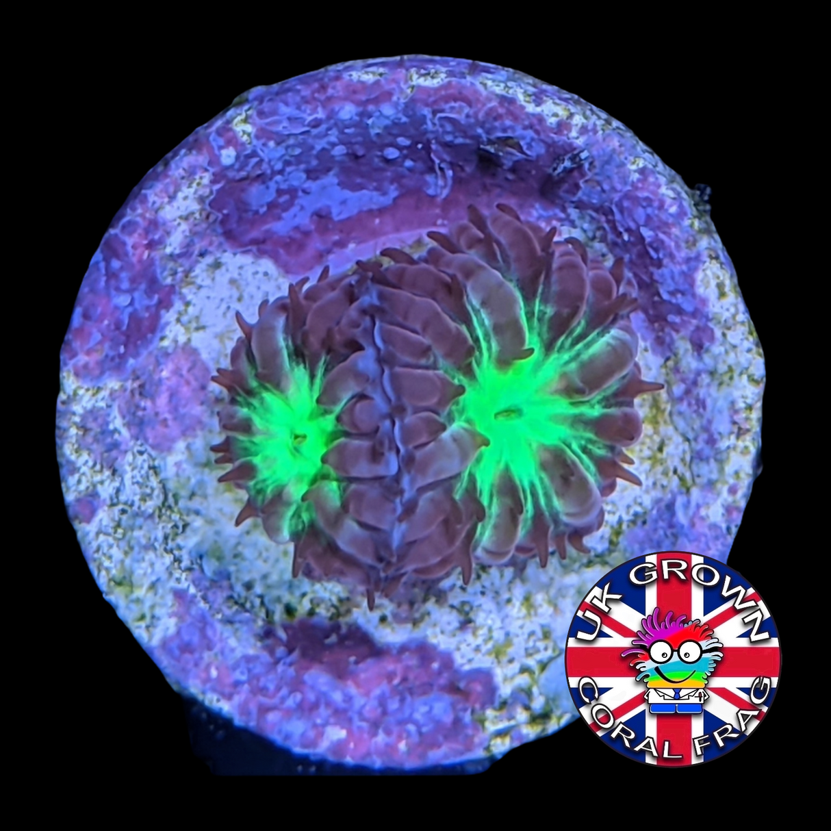 3 Head Blastomussa Merletti (UK Grown)