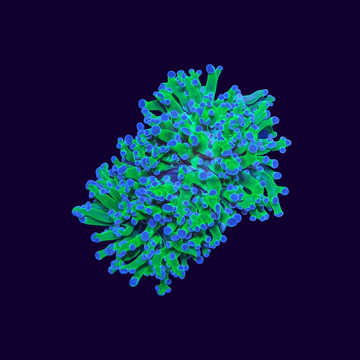 3 Head Purple Tip Frogspawn Frag (UK Grown)