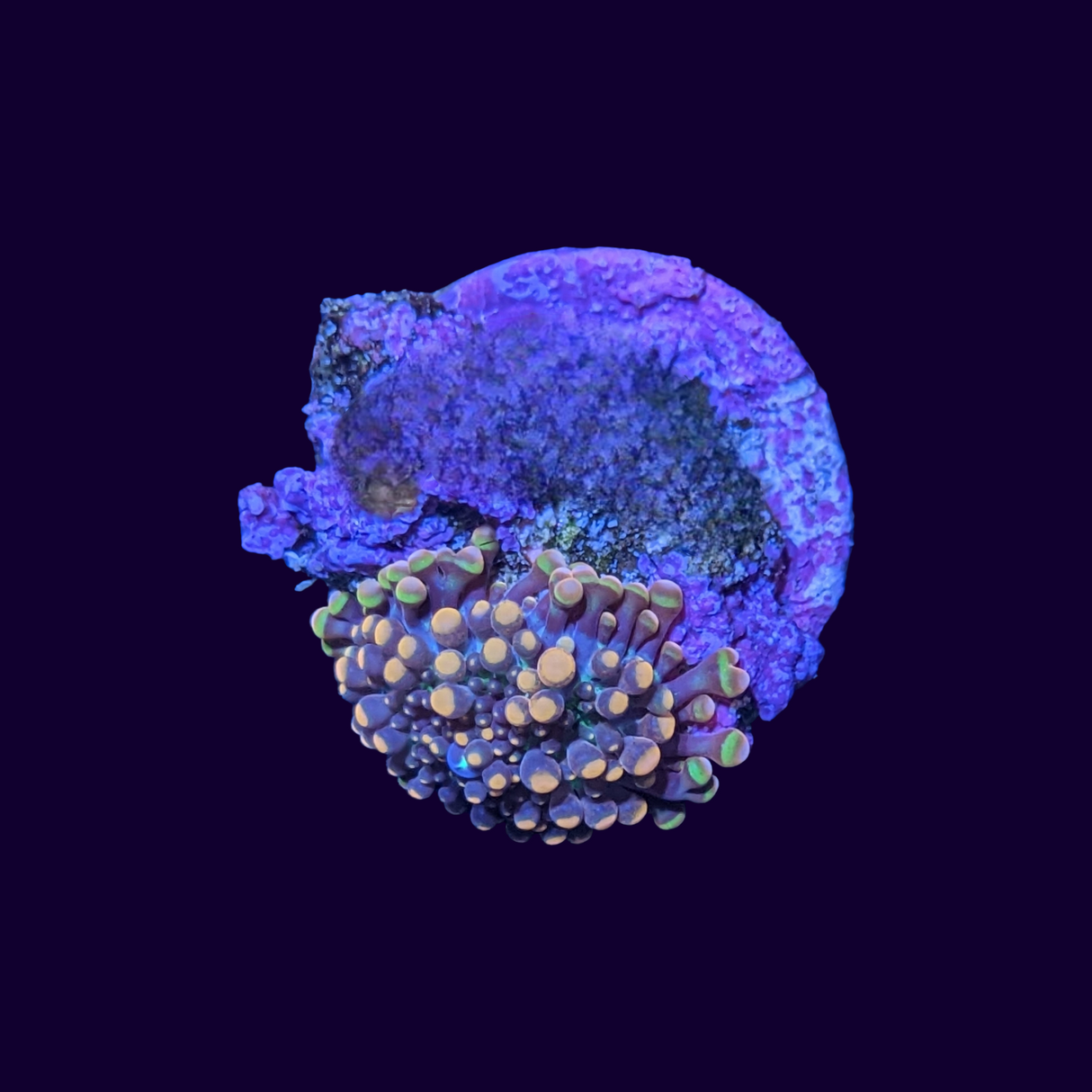 Orange Yuma Ricordea Mushroom