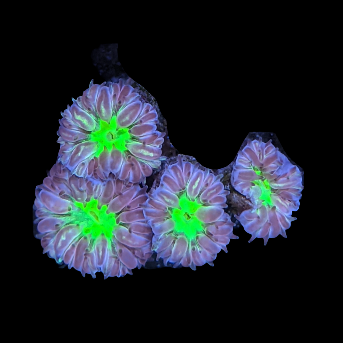 4 Head Blastomussa Merletti (UK Grown)