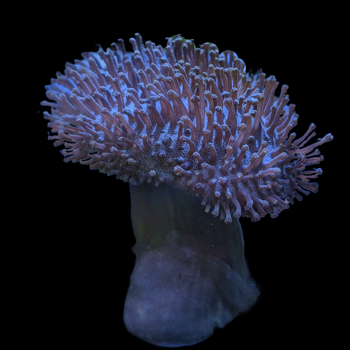 Large Aquacultured Indonesian Toadstool