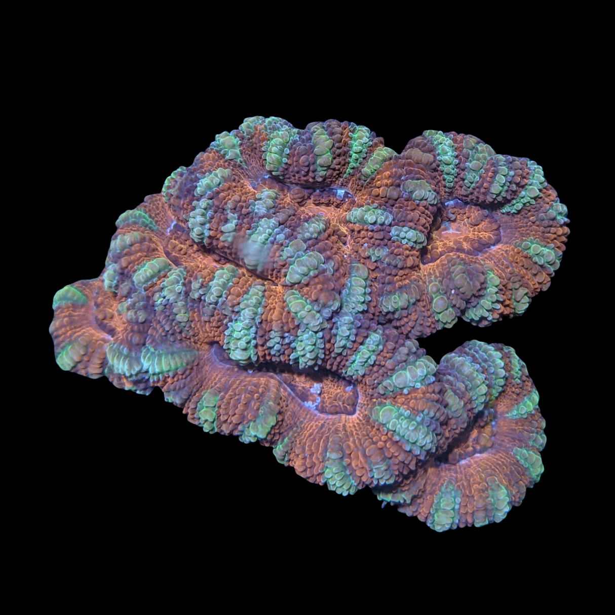 Acanthastrea Lordhowensi