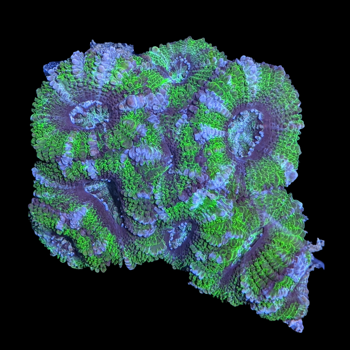 Acanthastrea Lordhowensi