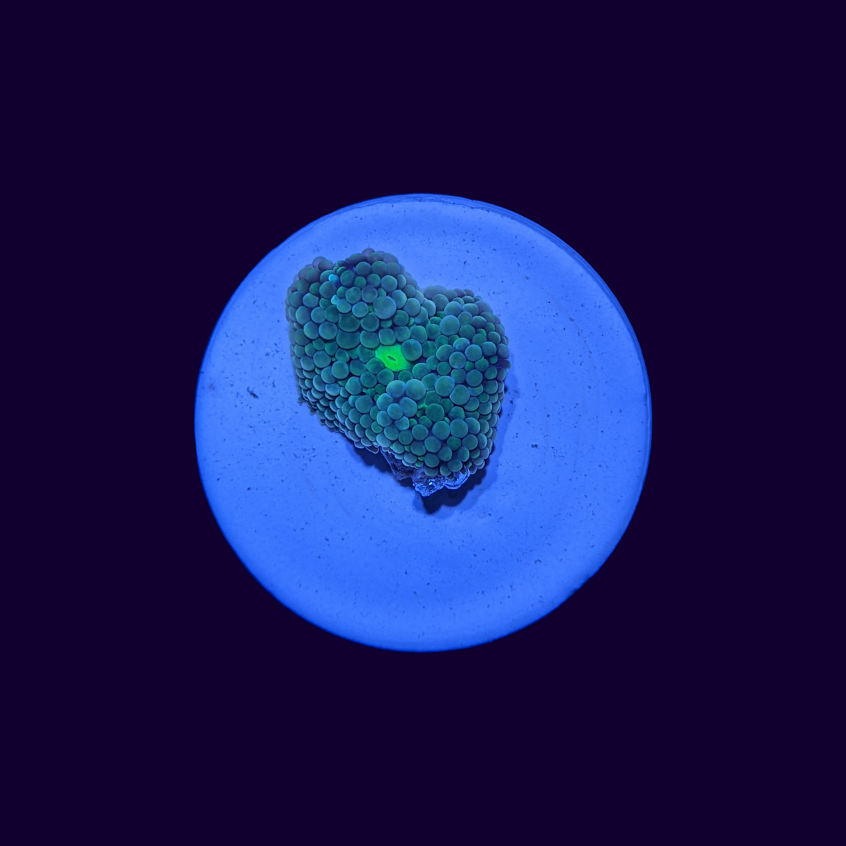 Florida Ricordea Mushroom