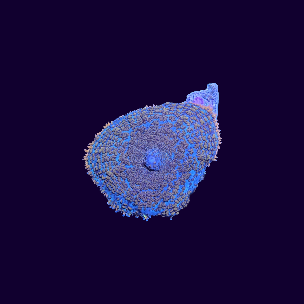 Orange Rhodactis Mushroom