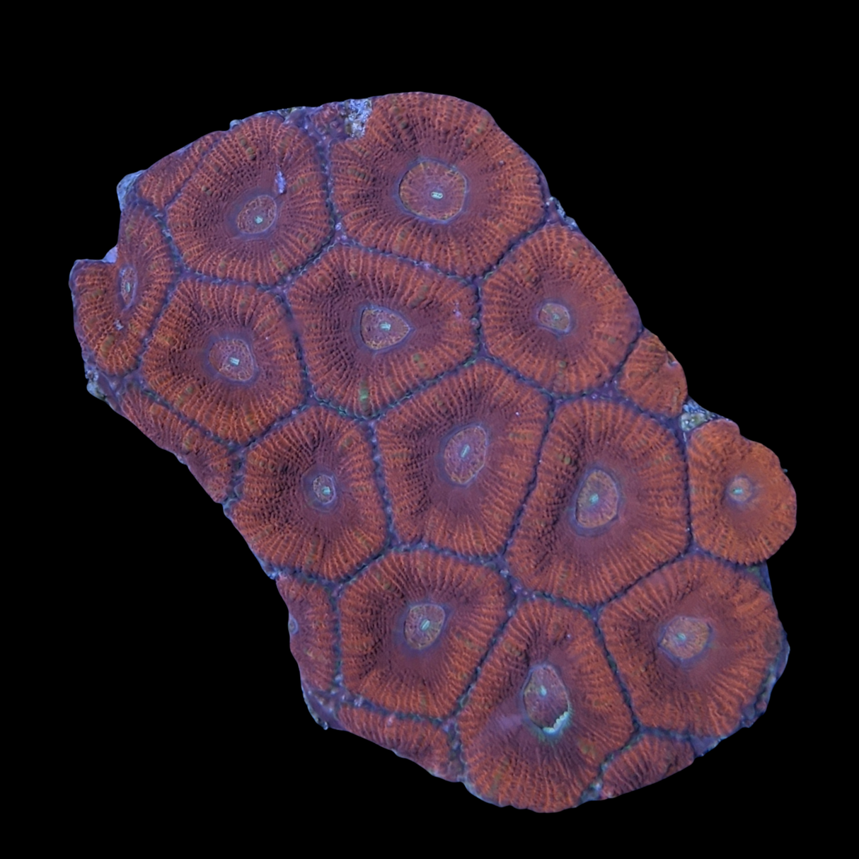 Acanthastrea Lordhowensi