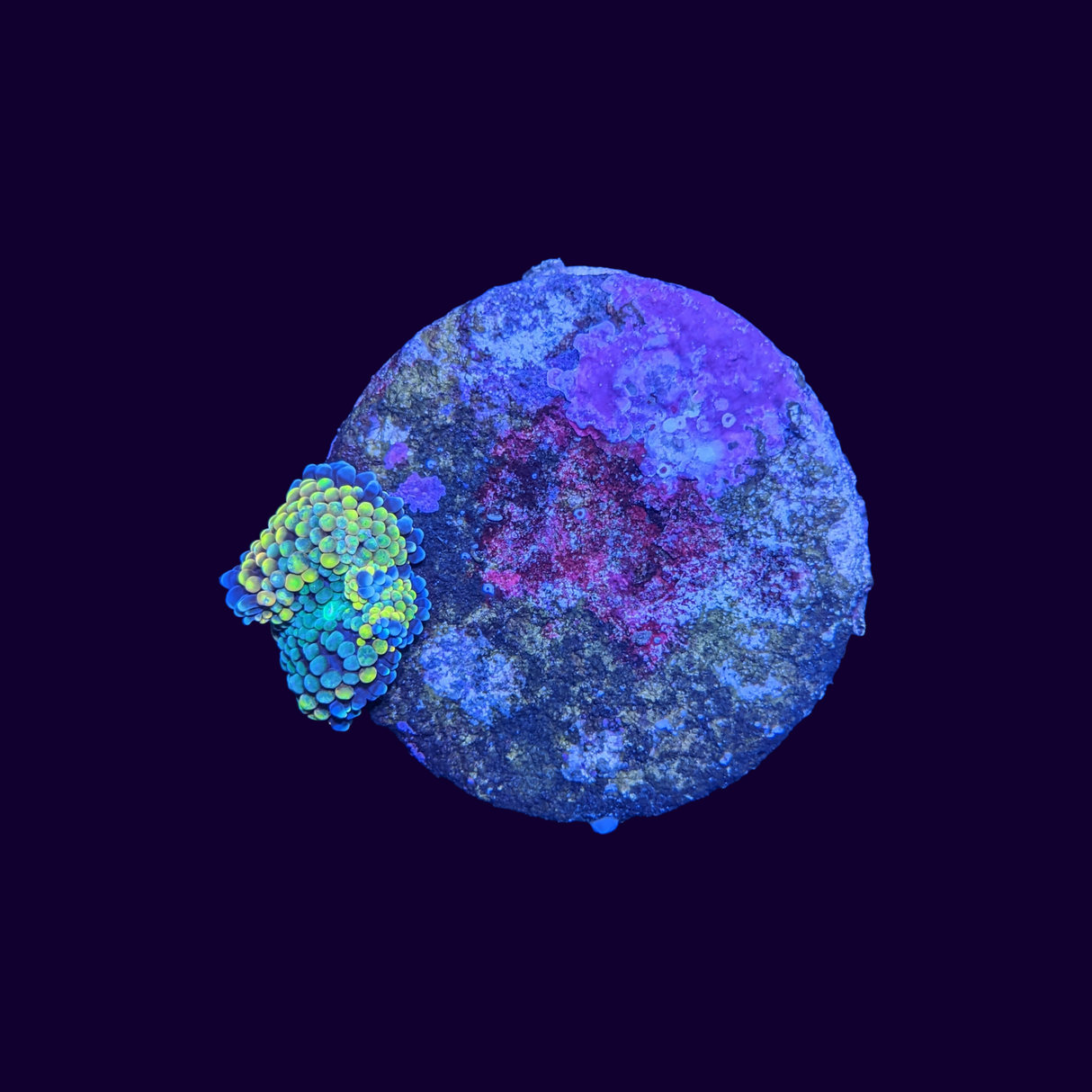 Florida Ricordea Mushroom