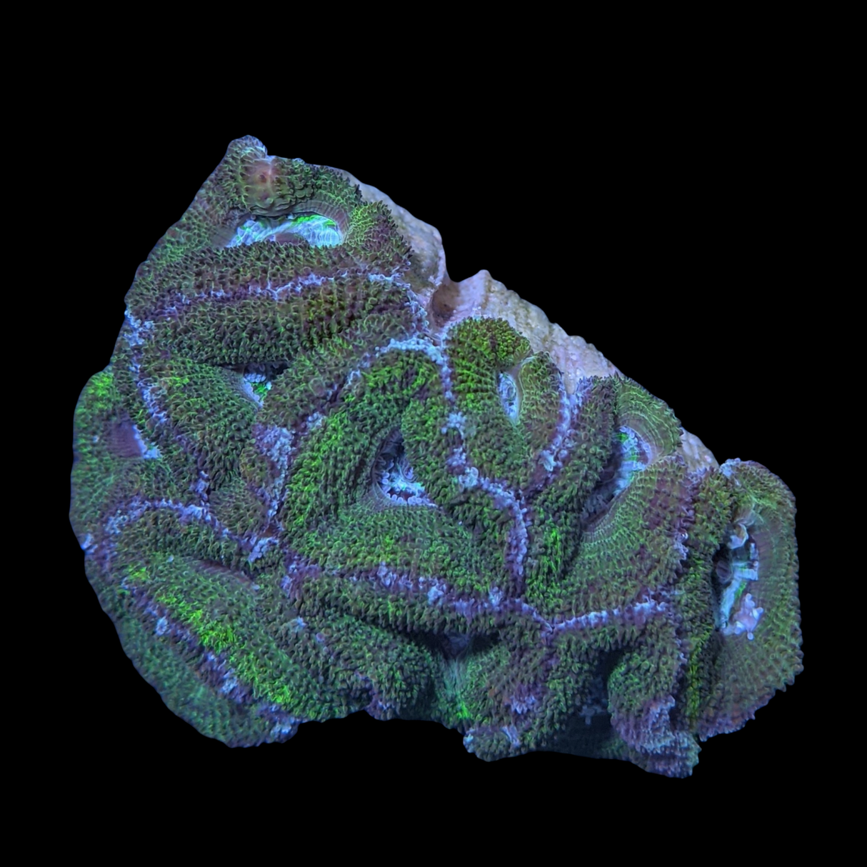 Acanthastrea Lordhowensi