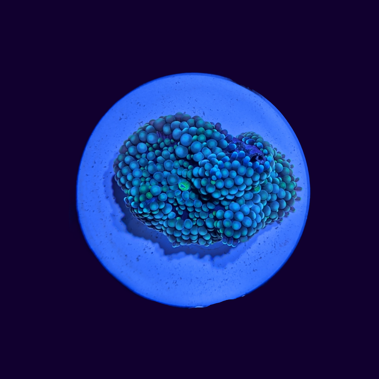 Florida Ricordea Mushroom