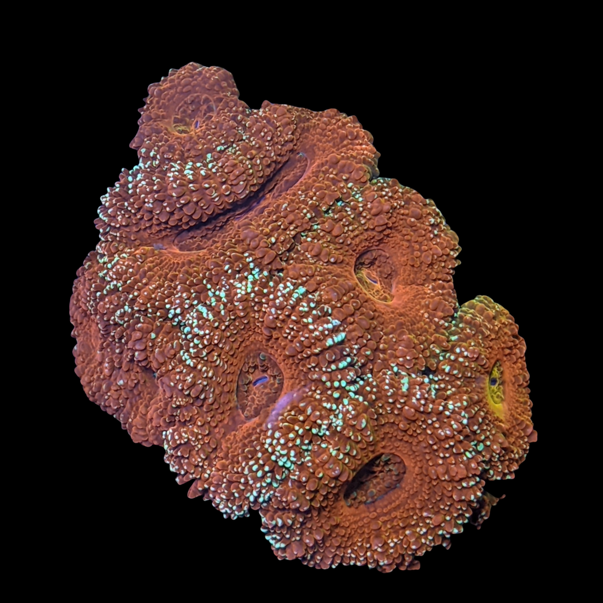 Acanthastrea Lordhowensi