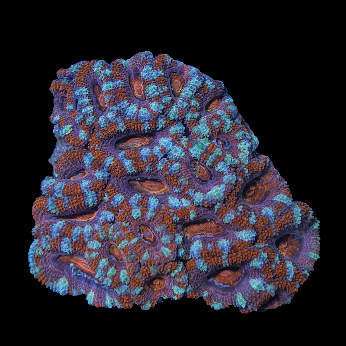 Acanthastrea Lordhowensi