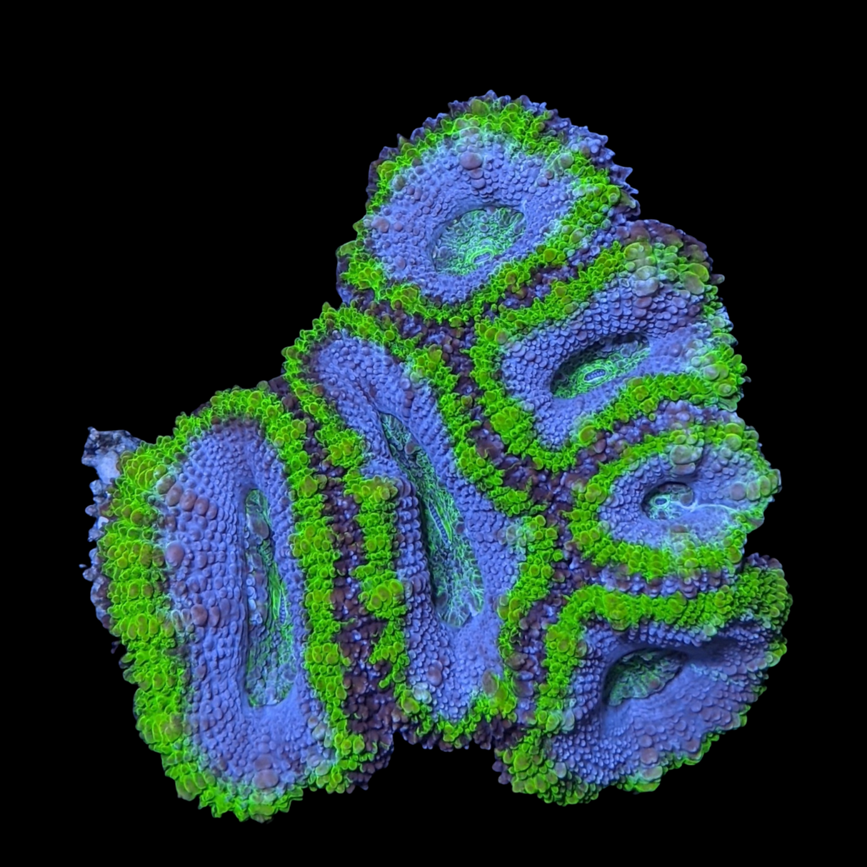 Acanthastrea Lordhowensi