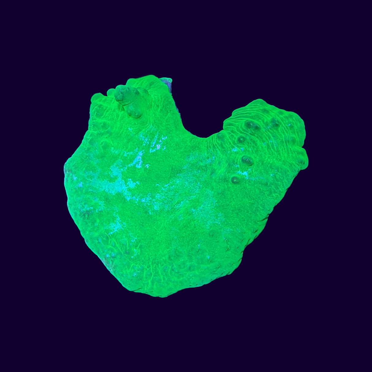 Green Sinularia Dura Cabbage Coral