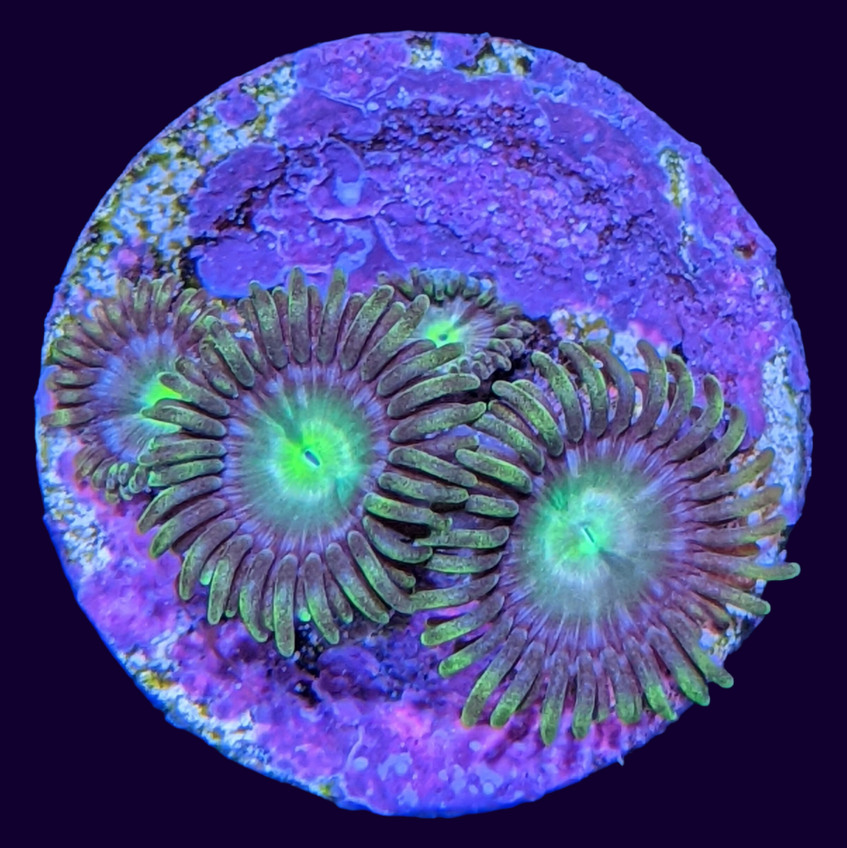 Zoa Frag