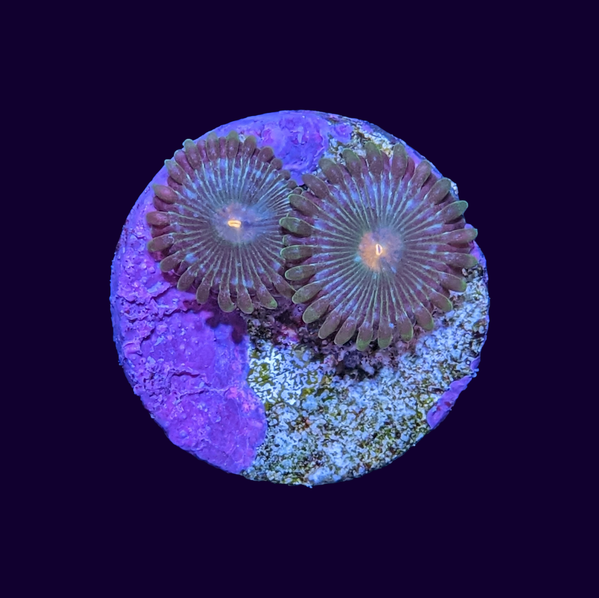 Zoa Frag