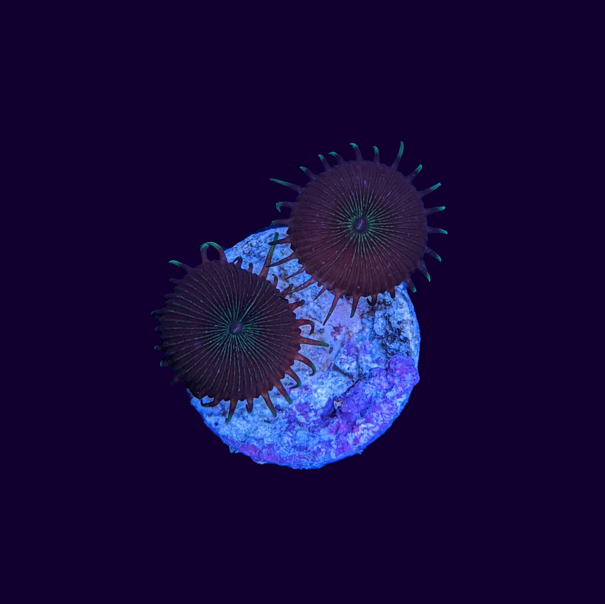 Paly Zoa Frag (UK Grown)